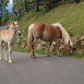 Stallhäusl Hof Kirchberg in Tirol