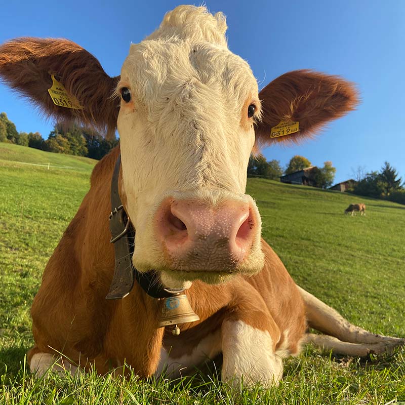 Ferienwohnungen Stallhäusl